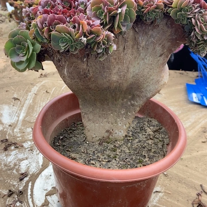 朱***姐C065老桩欧紫锥花