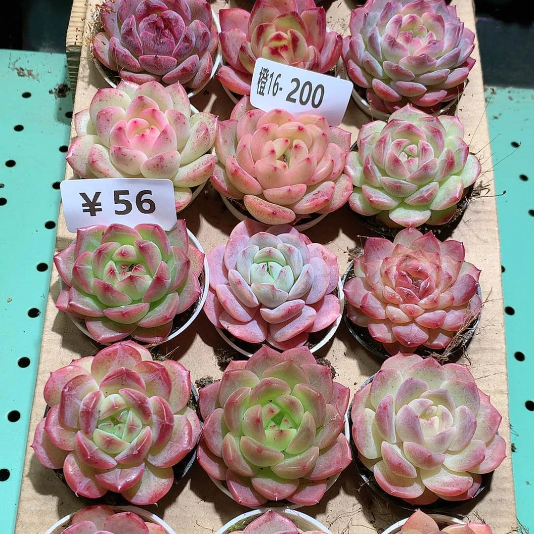 16-200一物一拍带盆18颗