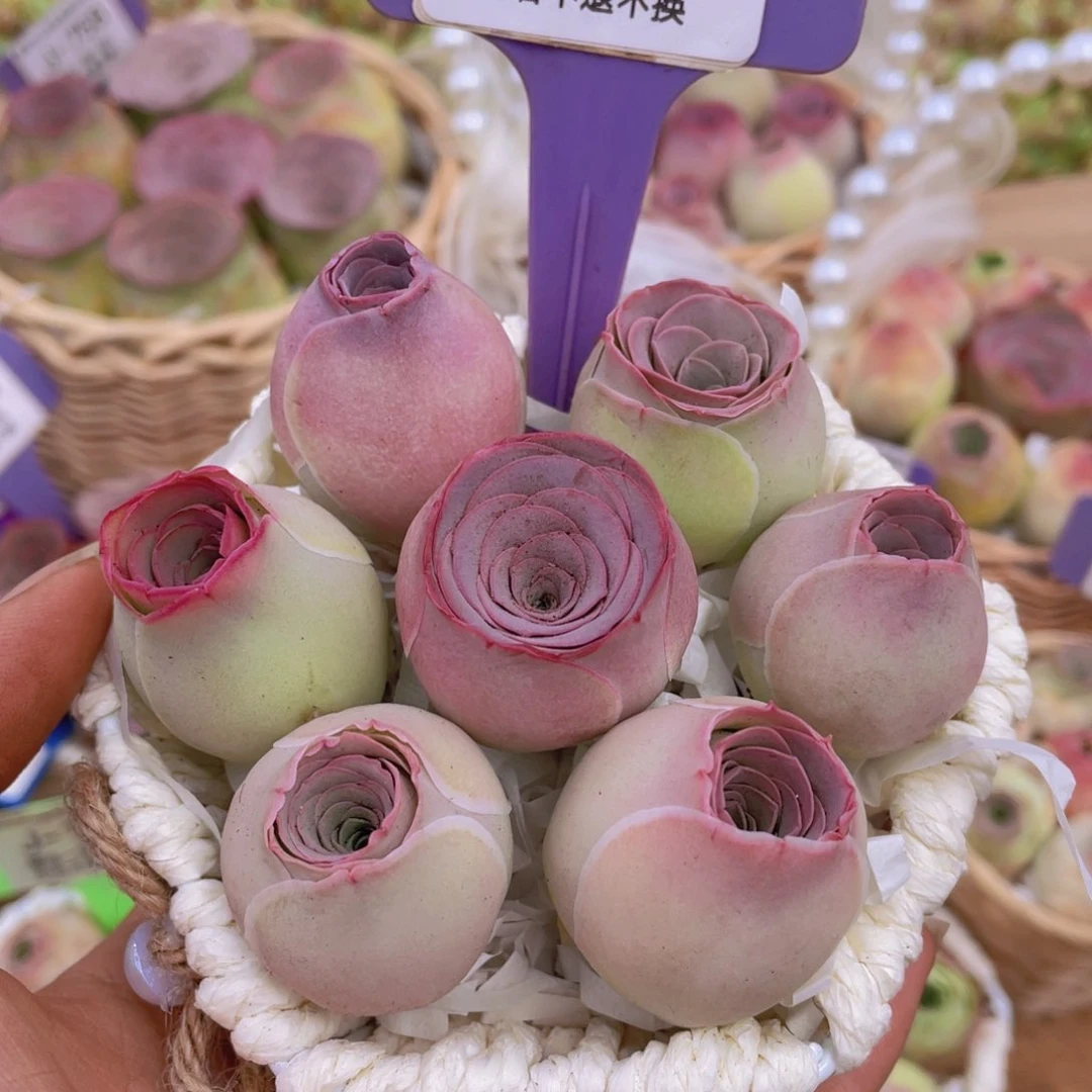 花篮组合J743一物一拍