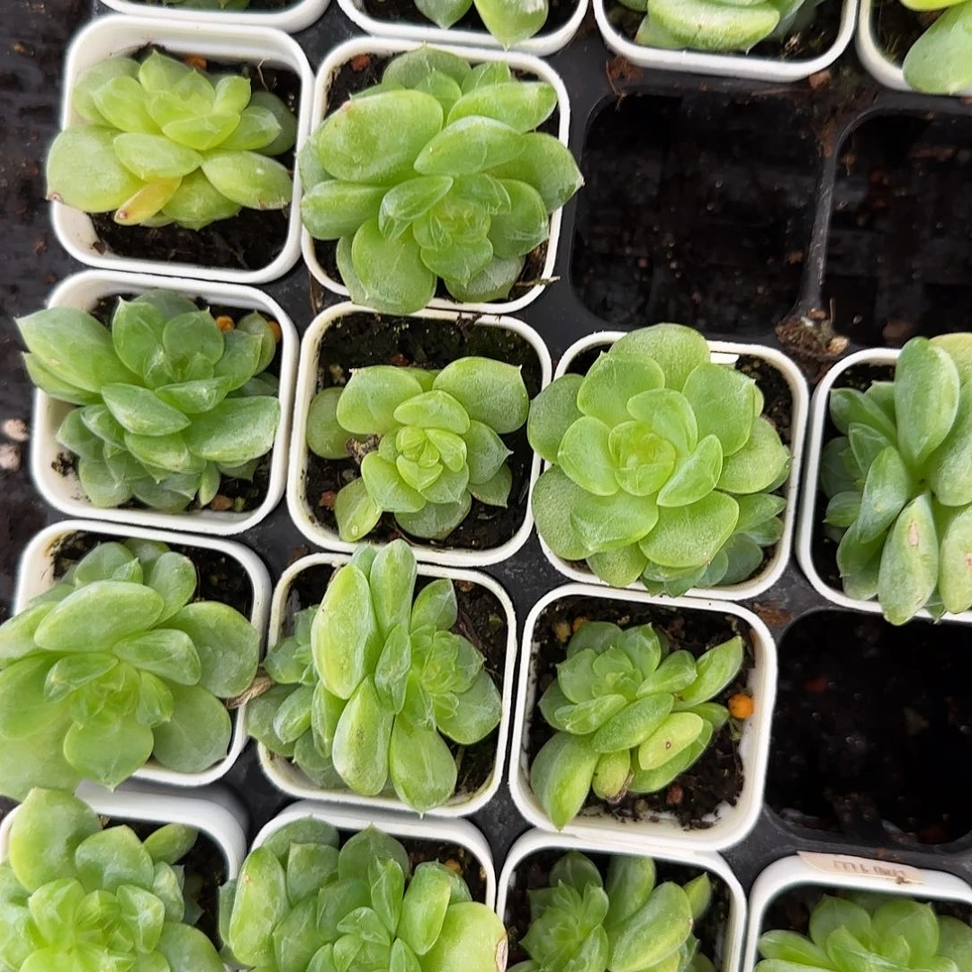 谪仙中苗盆8号床一个满25包邮