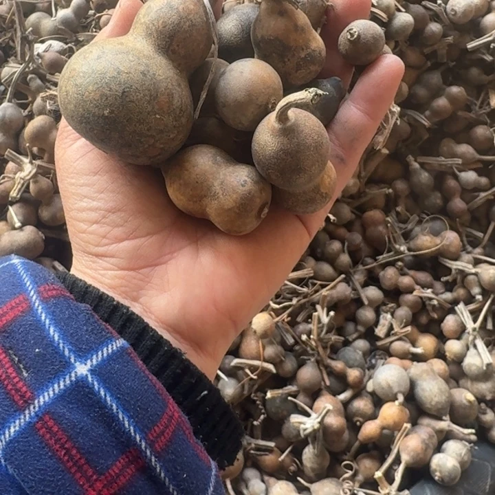 呆***．呆桃呆桃葫芦葫芦
