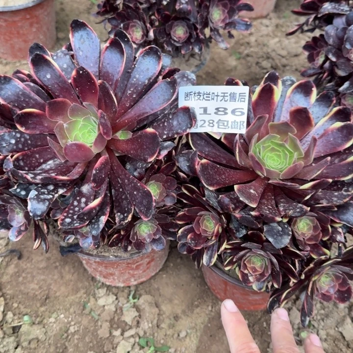 囚*3186二号棚两个欧嘉莉I