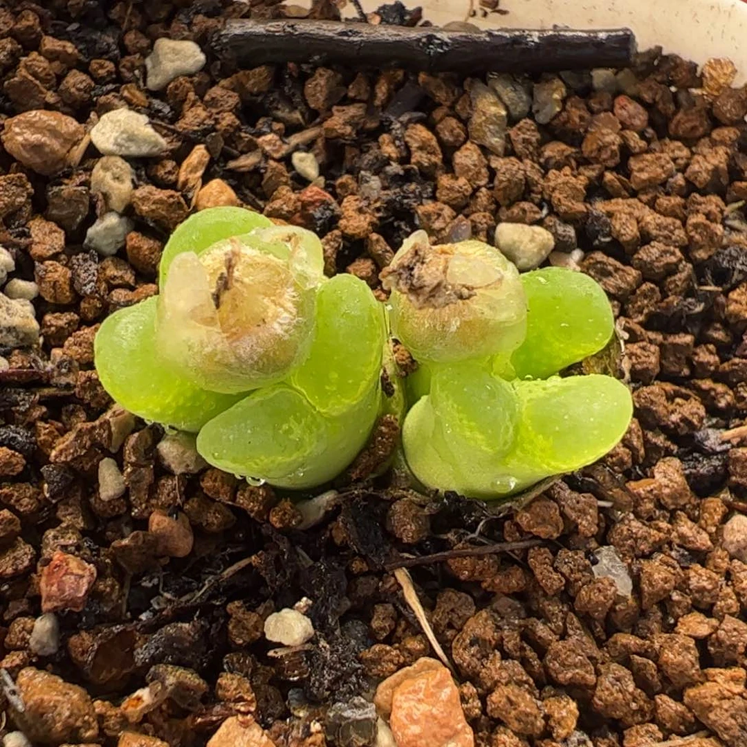 018多肉植物百科