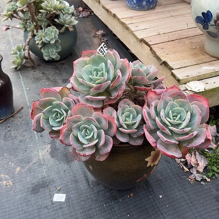 皮****?975血凤脱土发货不退不换