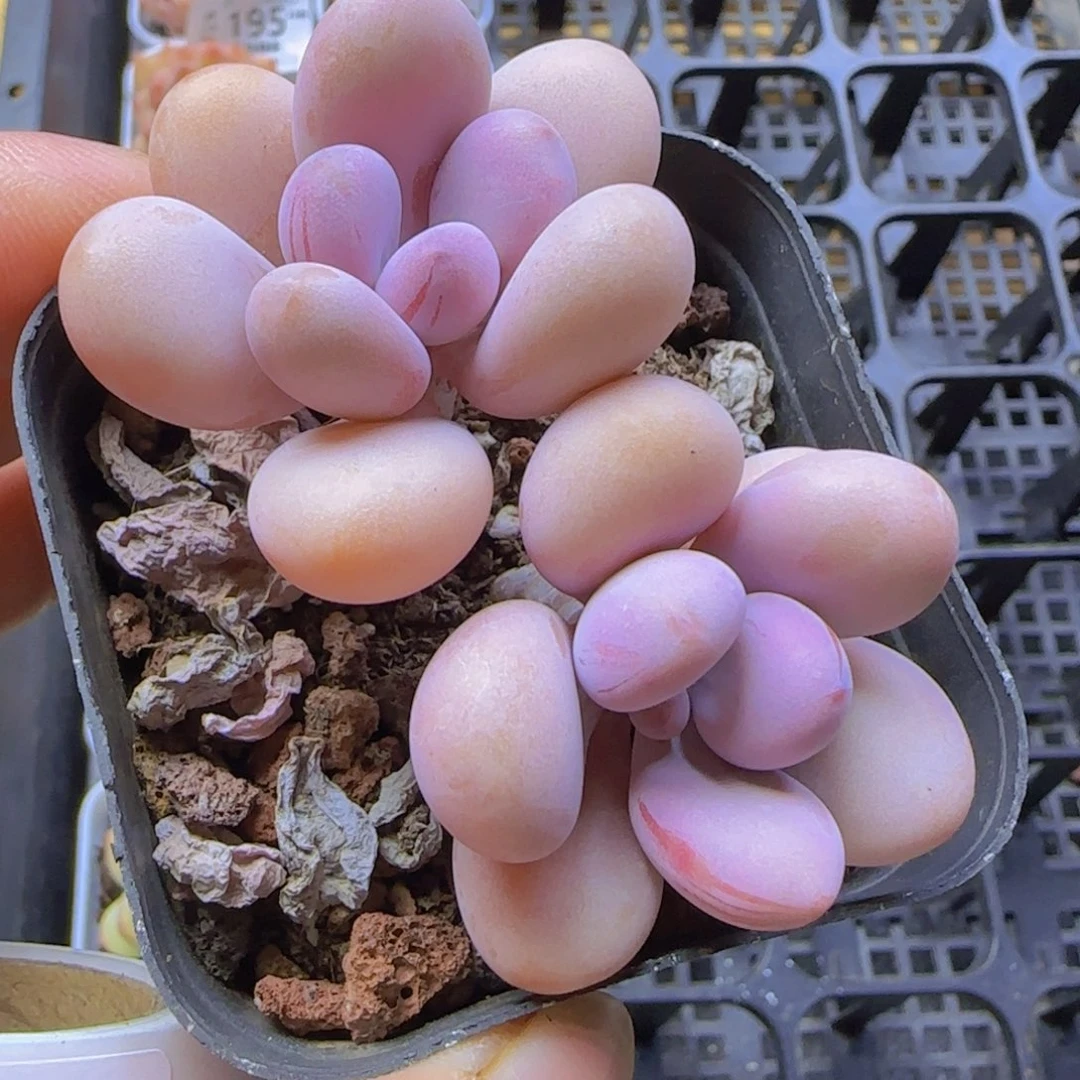 精控亚美桃蛋双头精控