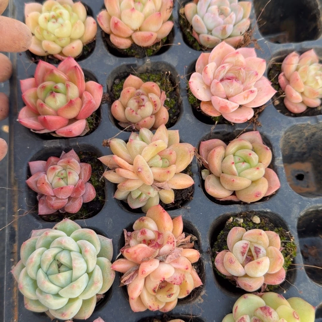 16-36万宝龙类杂交冰玉十八颗量拍侧门右一