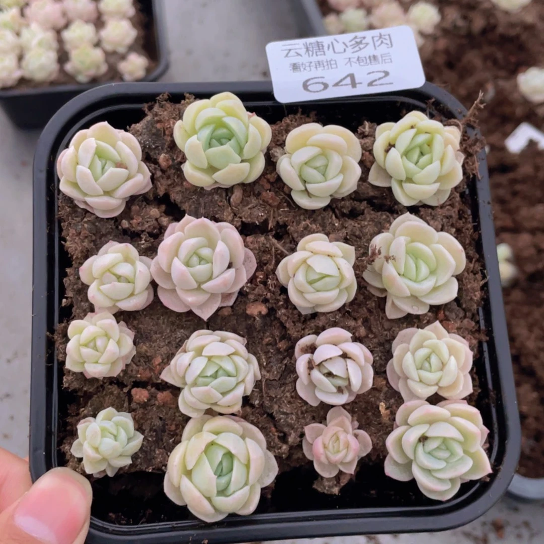 云糖心多肉植物642