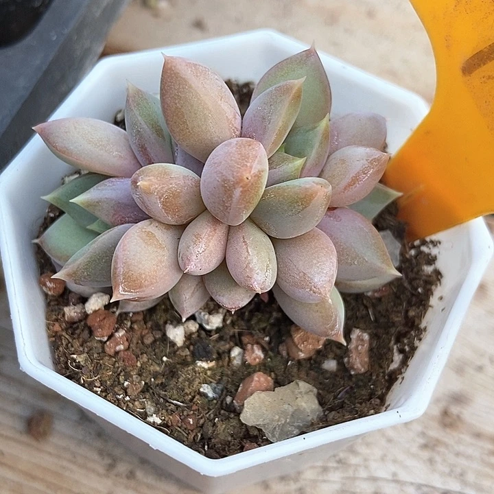 多肉植物红象牙朵朵1943