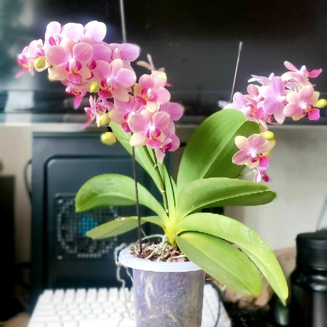 （夏日）蝴蝶兰3.0寸杯成熟苗不拍保温冻坏不赔