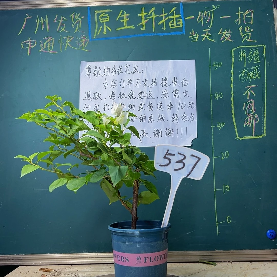 当前无花栽培后可以开花 绿樱 537