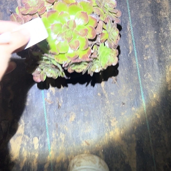 16包邮不售后法师117