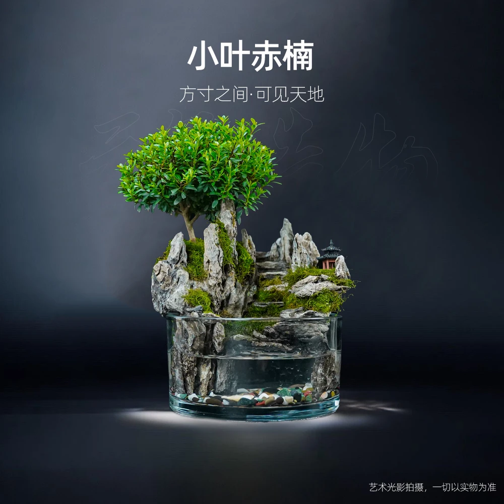 【国风】峰回路转—精选小叶赤楠绿植整套成品真植物【尺寸：15*8】