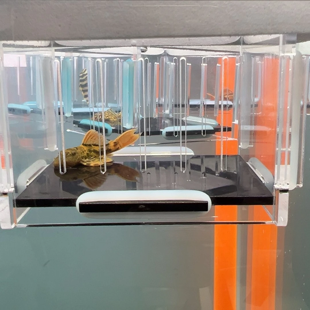 清道夫录完整开箱视频、入缸不包损4.2