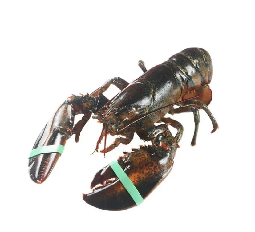 『断氧｜组合』面包蟹+波龙组合