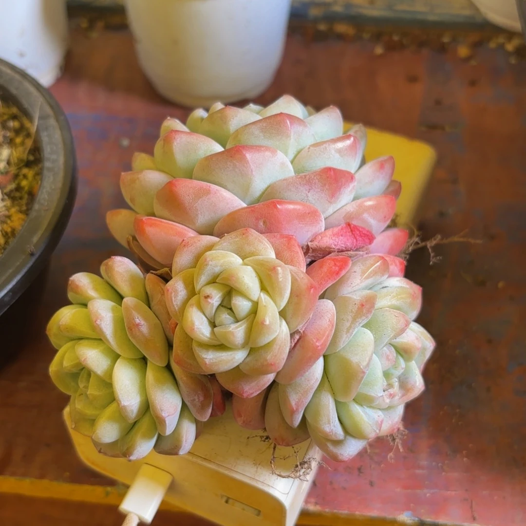 顗****】哈哈哈哈哈哈哈哈哈哈