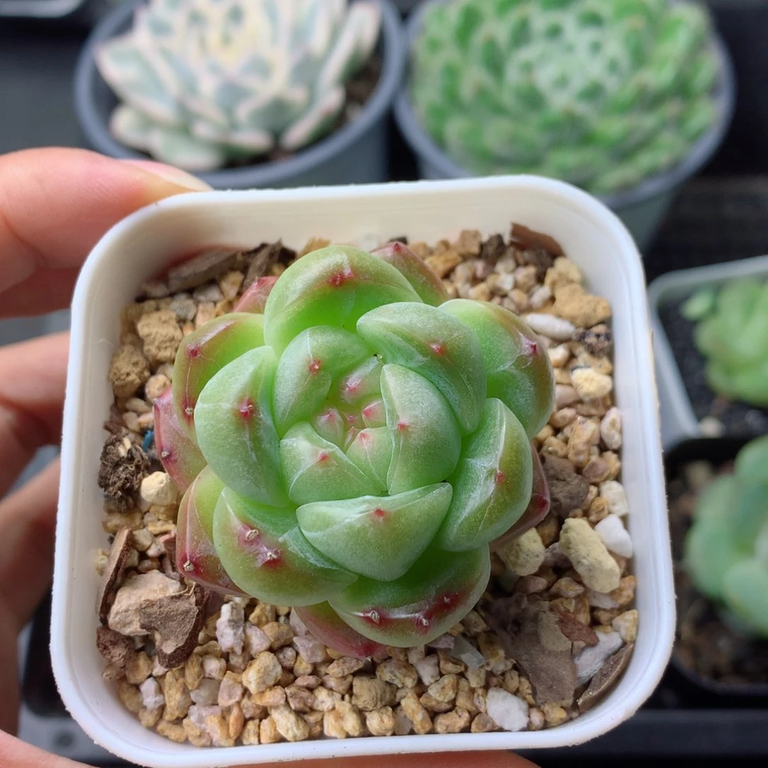 58包邮  群生不包整 28