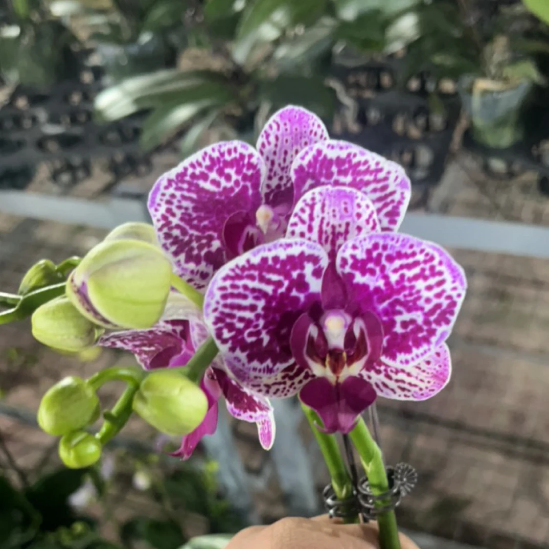 蝴蝶兰 斑蝶兄弟 带花带花苞