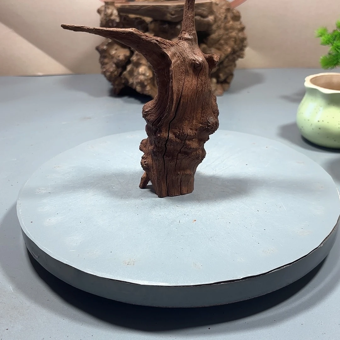 杨***室大果紫檀（缅甸花梨）