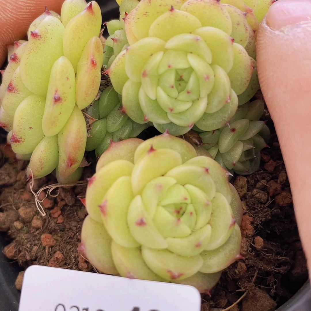 00000000000049量拍