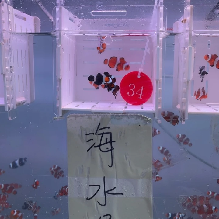 海水鱼精品混搭5条