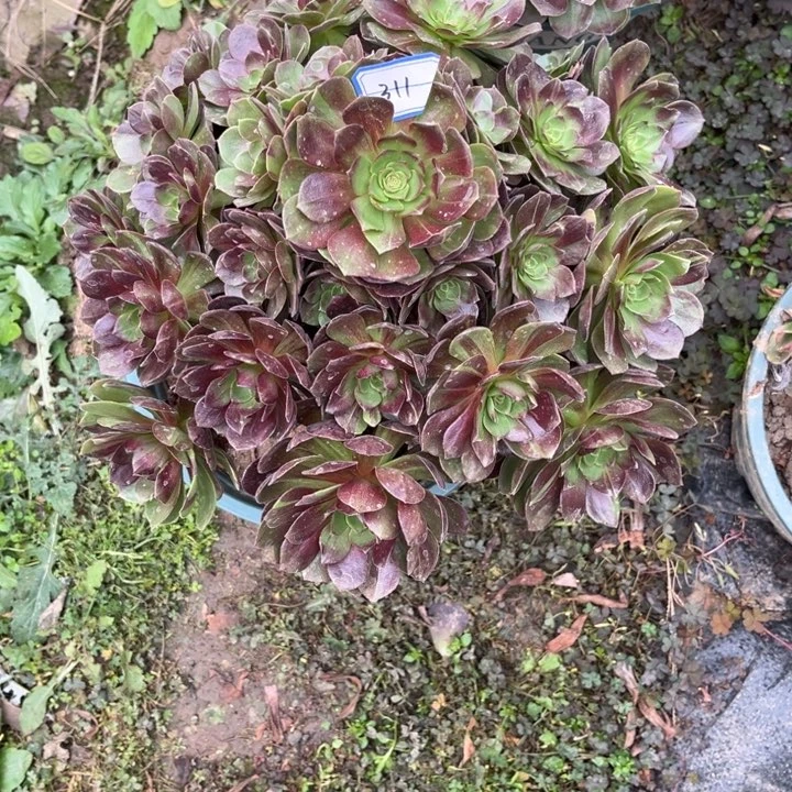 舌***舞311多肉植物法师多肉