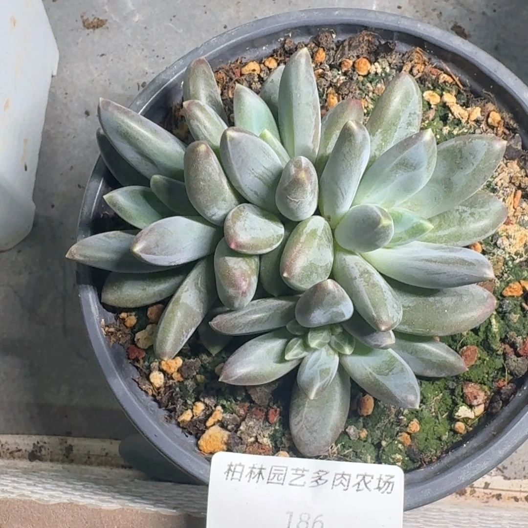 186 美人杂交 一物一拍