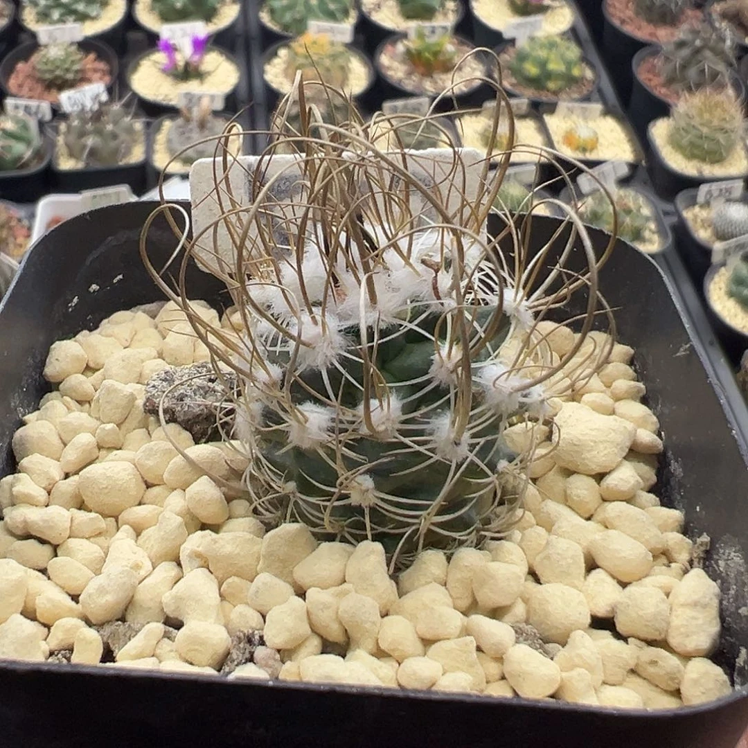 542草刺娇丽实生KKK