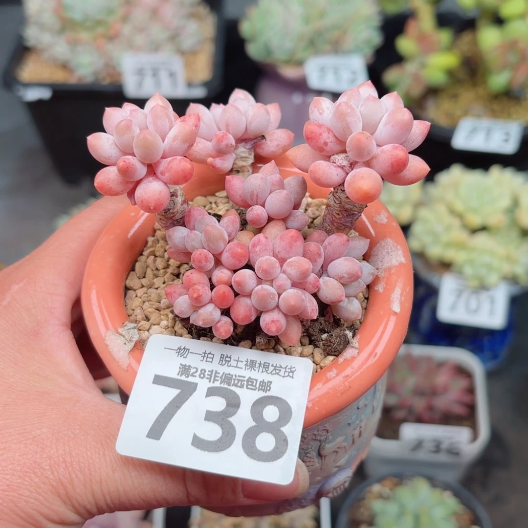 婴儿手指无盆土发货