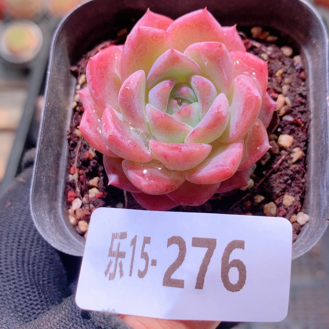 乐然15-276 新品单头