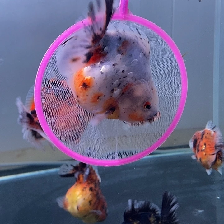 海水鱼精品泰狮系列