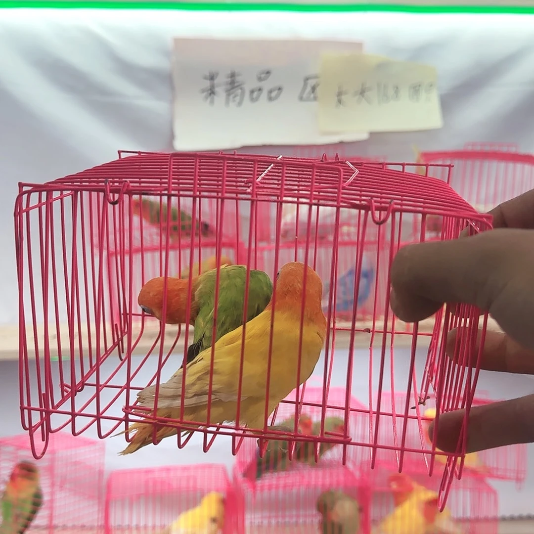 富***虎皮鹦鹉一物一拍