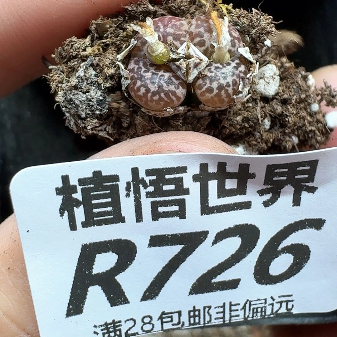 多肉植物的人生历程f