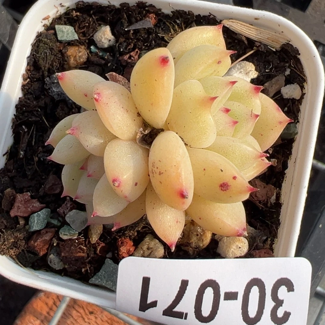 小卡拉米糖心一物一拍30-71