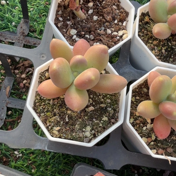 芒果奶。
