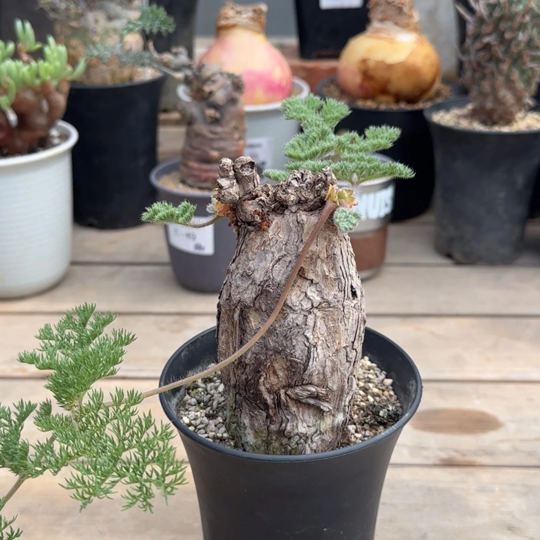 52枯木洋葵不带盆