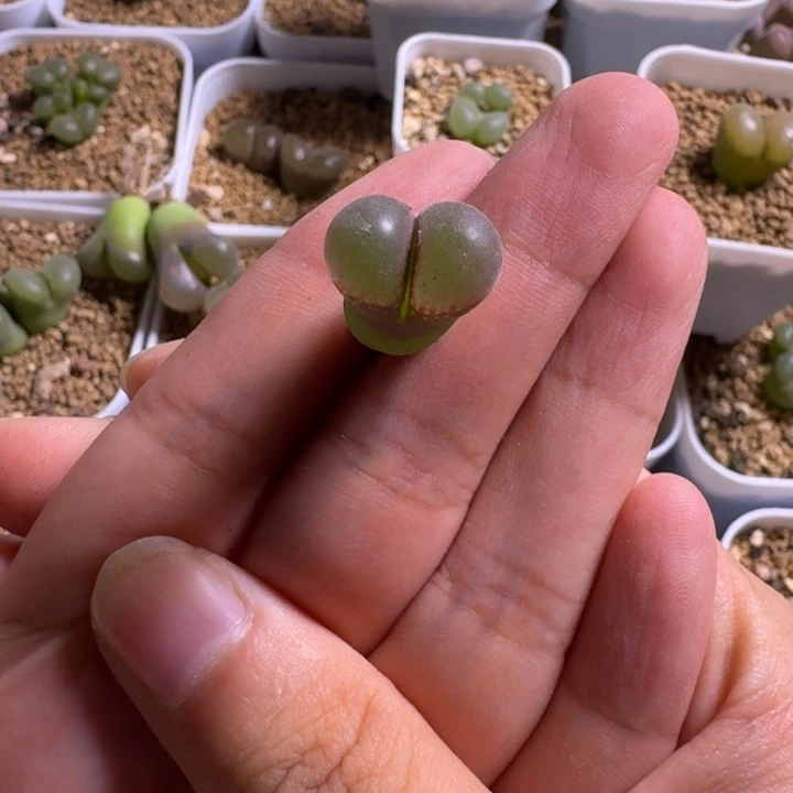 ****u多肉................@