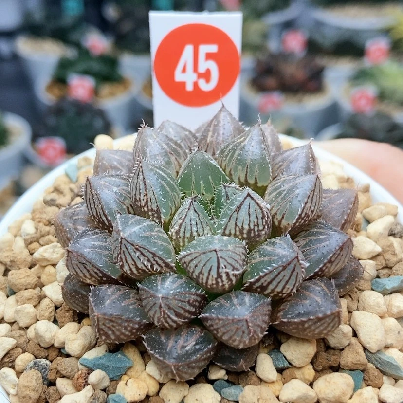 【闪购商品】45楼兰