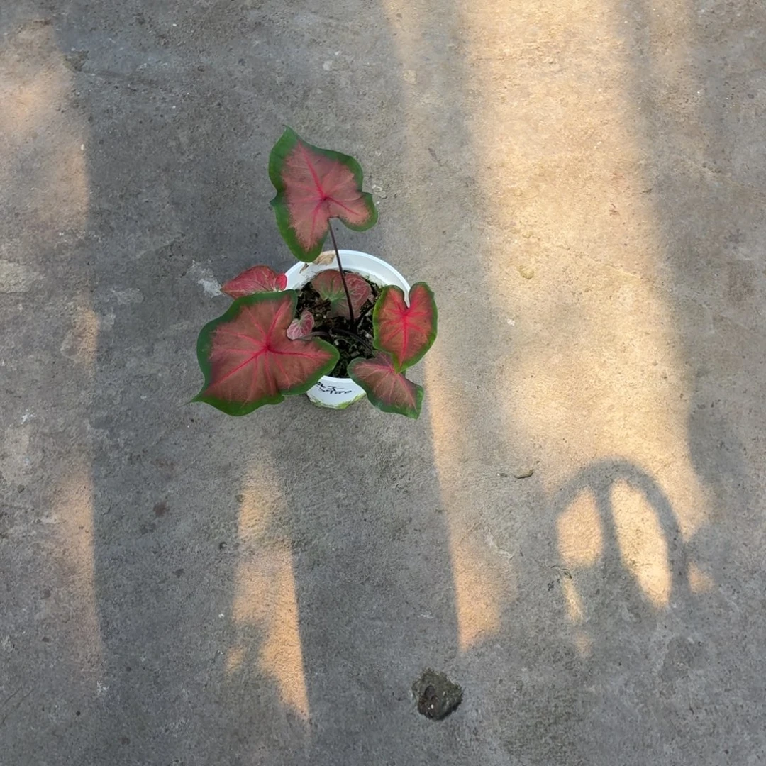 燕***子完全开放燕子的佛莱德