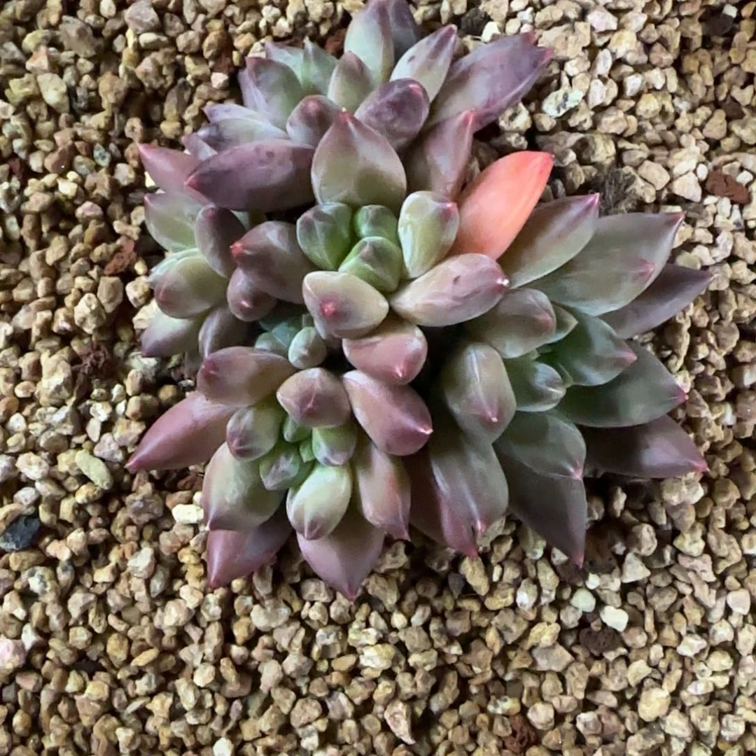 5头重楼，发货点延迟