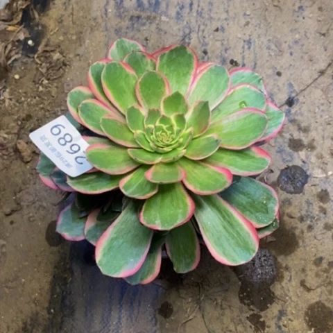 粉花妖多肉植物量拍