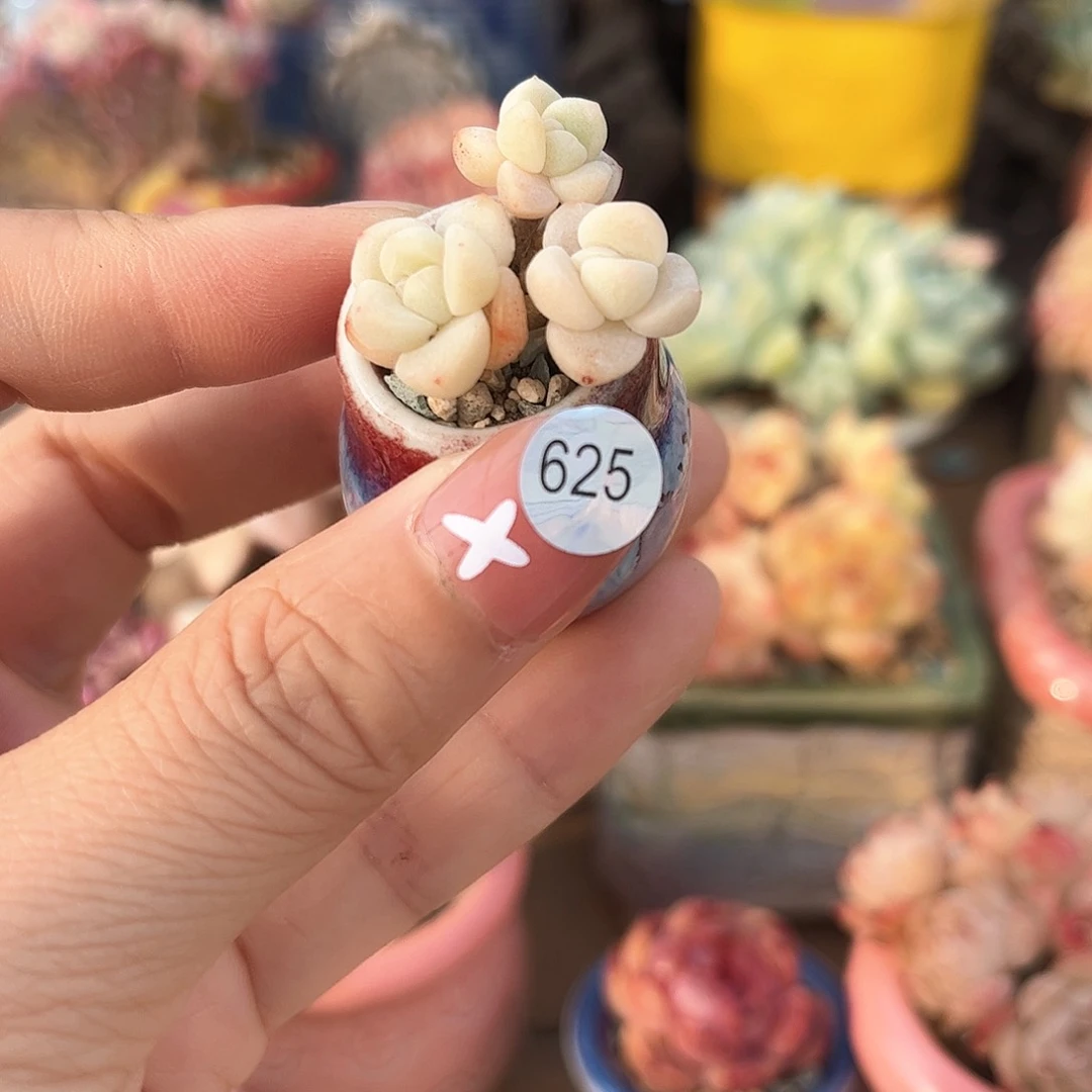 625 多肉含盆土30元包邮除偏远