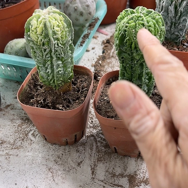 仙人球开花仙人球上仙人球