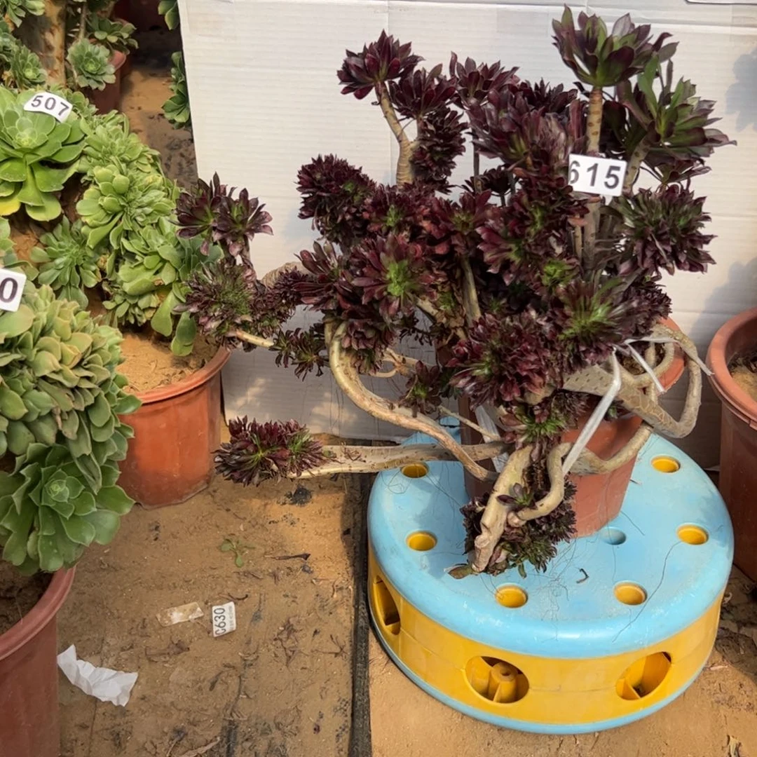 有伤黑缀615官府45