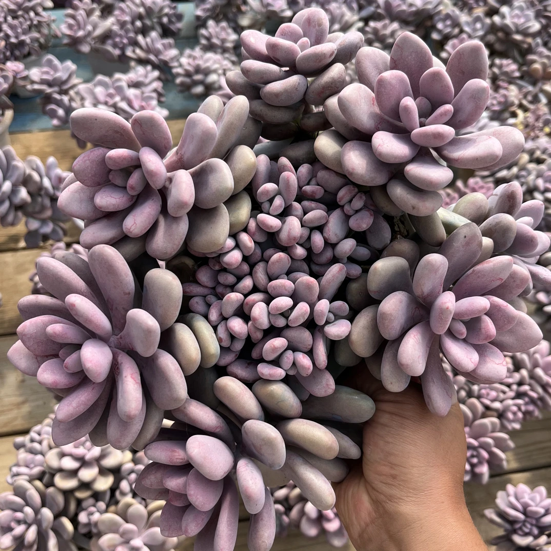 桃蛋蛋圆叶大群精品多头大群粉色新手美观批发基地老桩