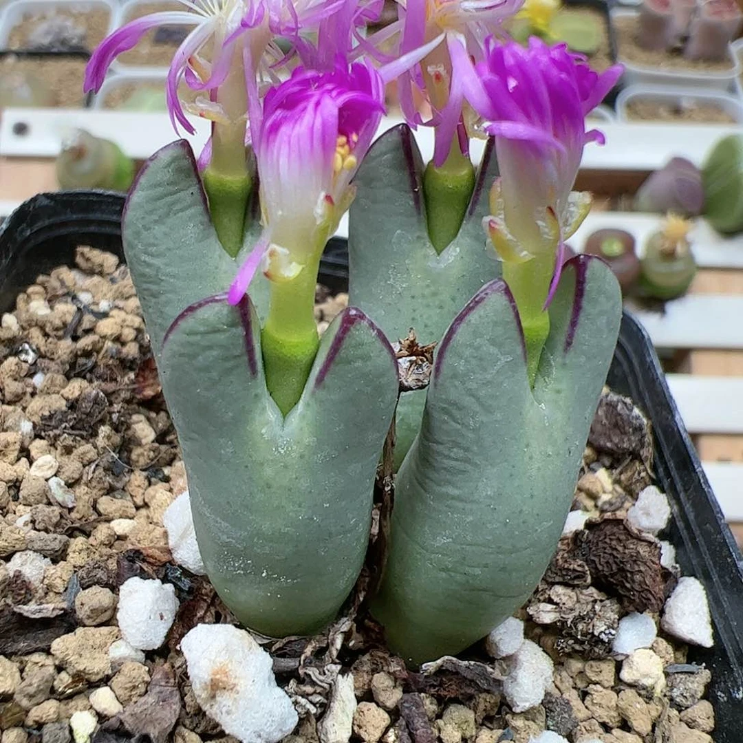 【闪购商品】394 少将