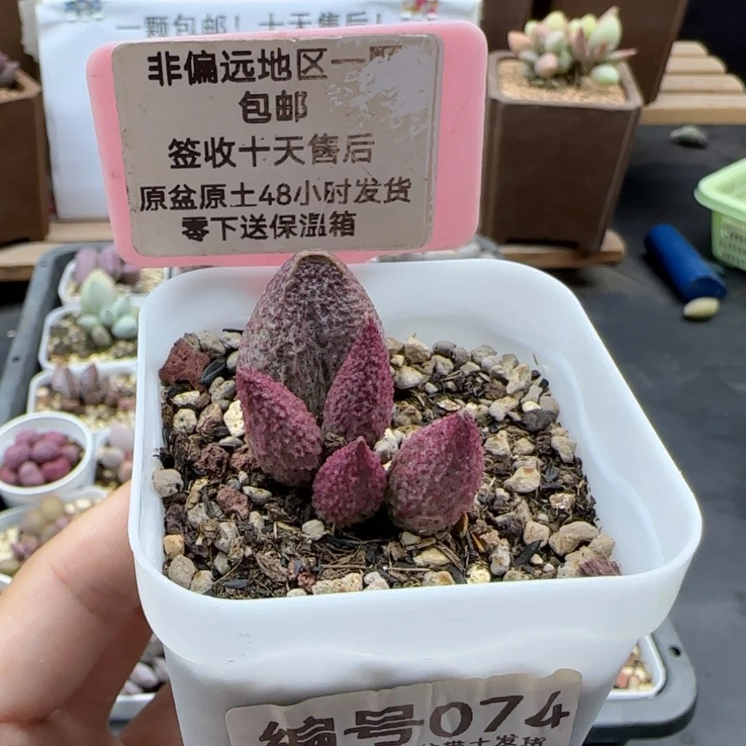 074菩提多肉植物