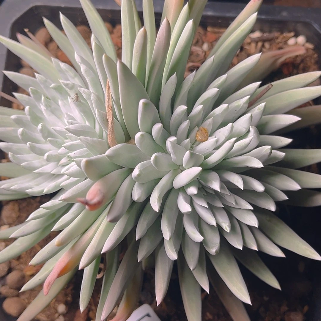 白菊千寿姬老桩4659
