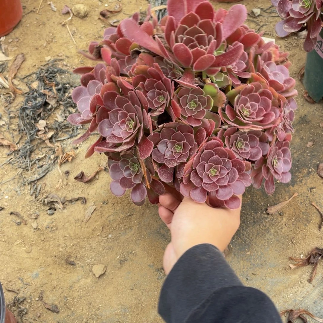 531荷兰法师多肉断枝不包