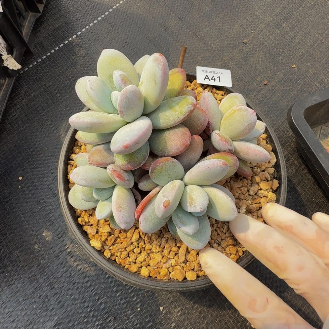 a a a a a a a a a 41