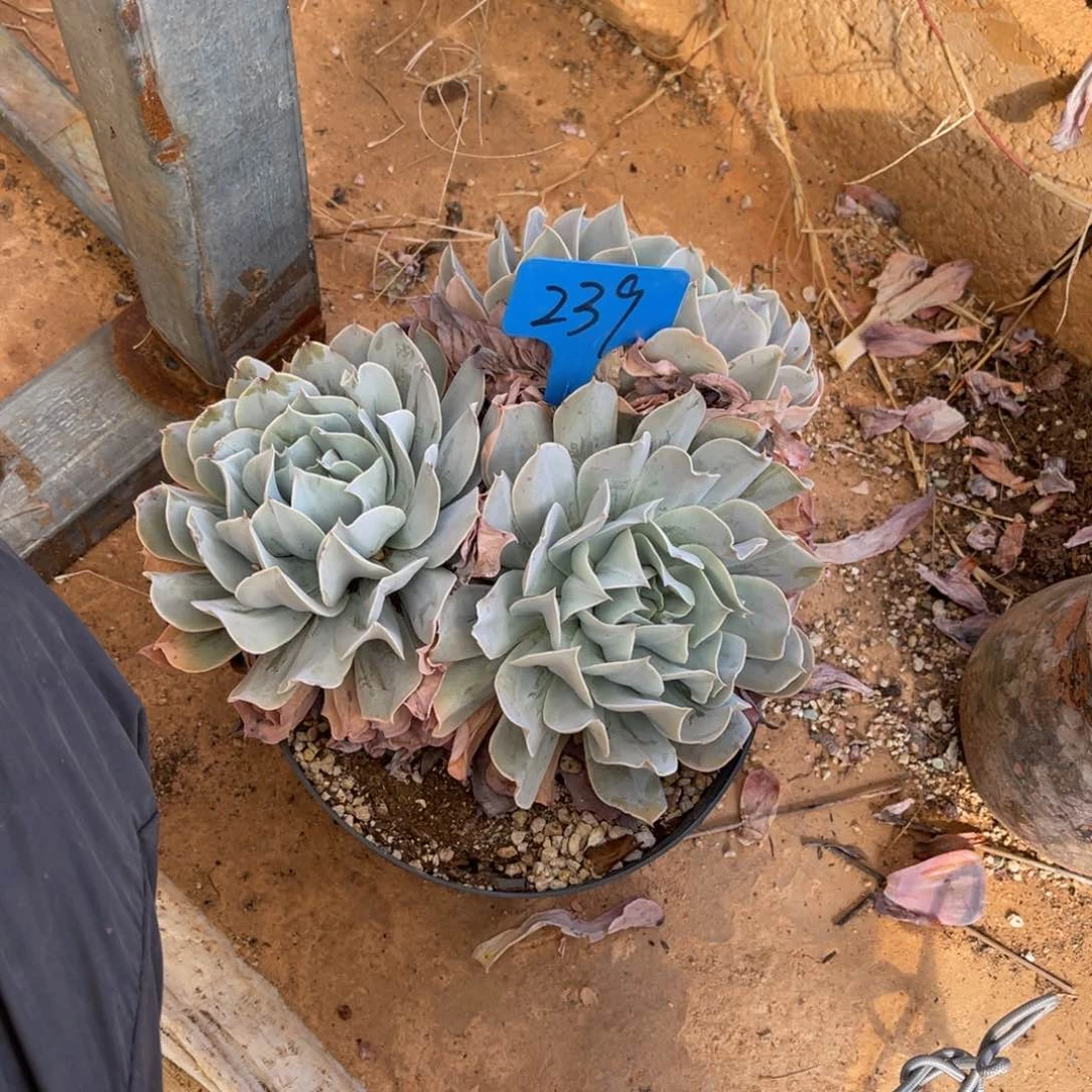 男****）239特玉莲多肉植物